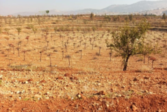 Land for Sale | Raiit, Bekaa