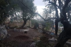 Land And Old House For Sale In Batroun – Derya