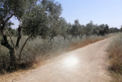 Land for Sale | Amioun – Koura