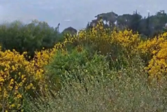 Land for Sale in Douma