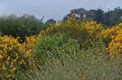 Land for Sale in Douma