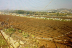 Land for Sale in Damour